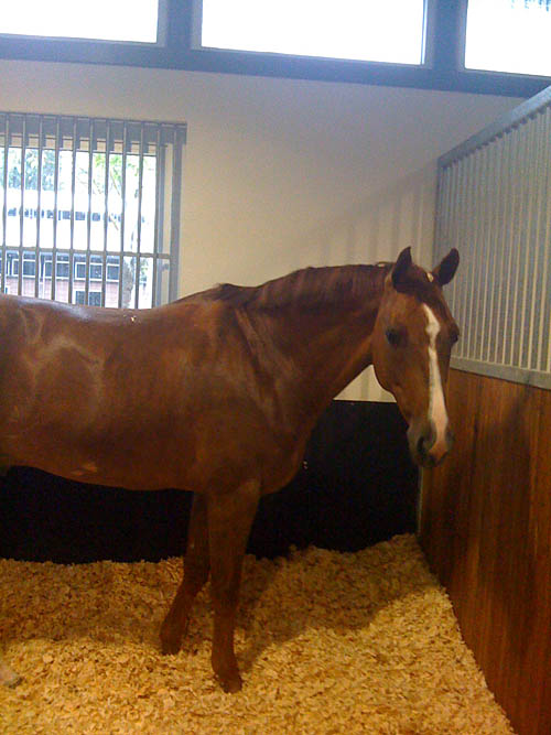 Feeling refreshed after a roll in the white fluffy stuff