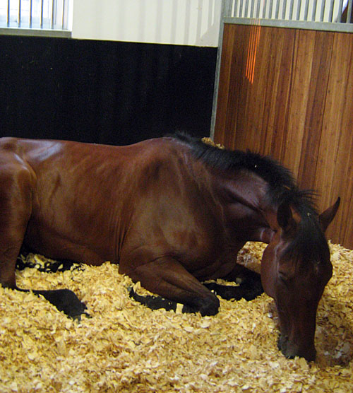 .....enjoying a quick catnap