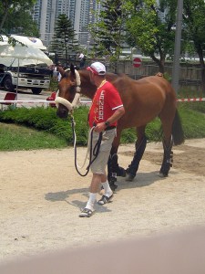dressage chef Ali and Special Ed
