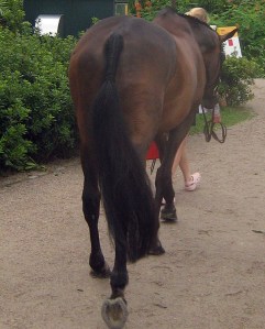 just had to take a snap of this perfectly braided tail. 